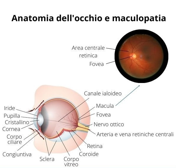 macula e maculopatia centro medico oculistico loiodice